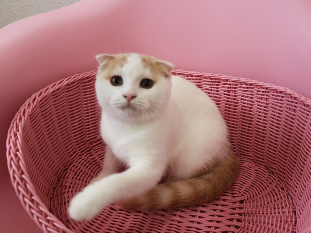 スコティッシュフォールドの子猫画像