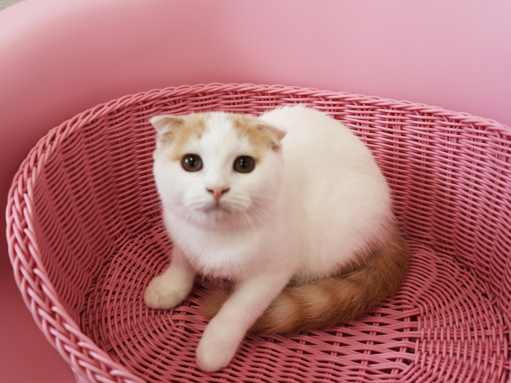 スコティッシュフォールドの子猫画像