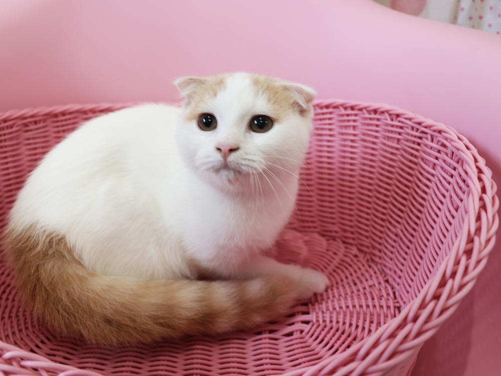 スコティッシュフォールドの子猫画像