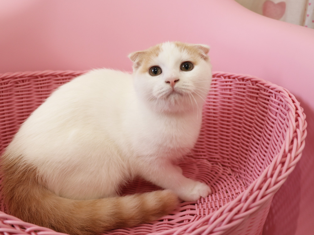 スコティッシュフォールドの子猫画像