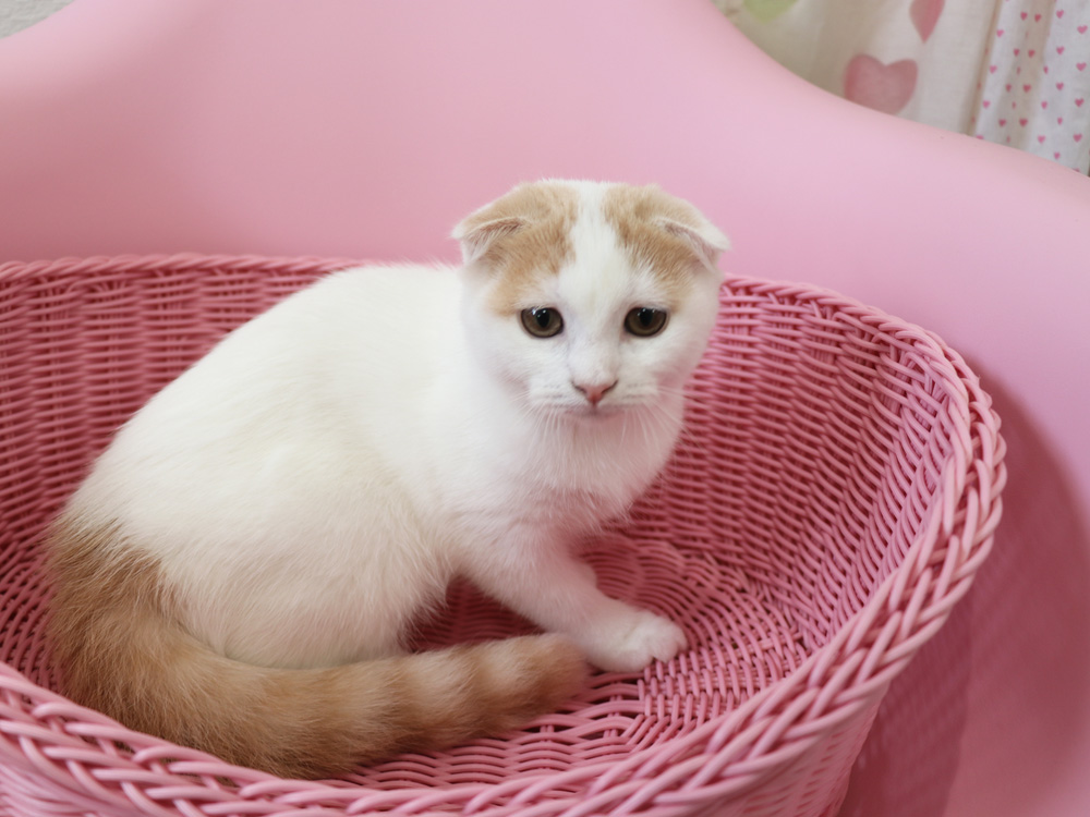 スコティッシュフォールドの子猫画像