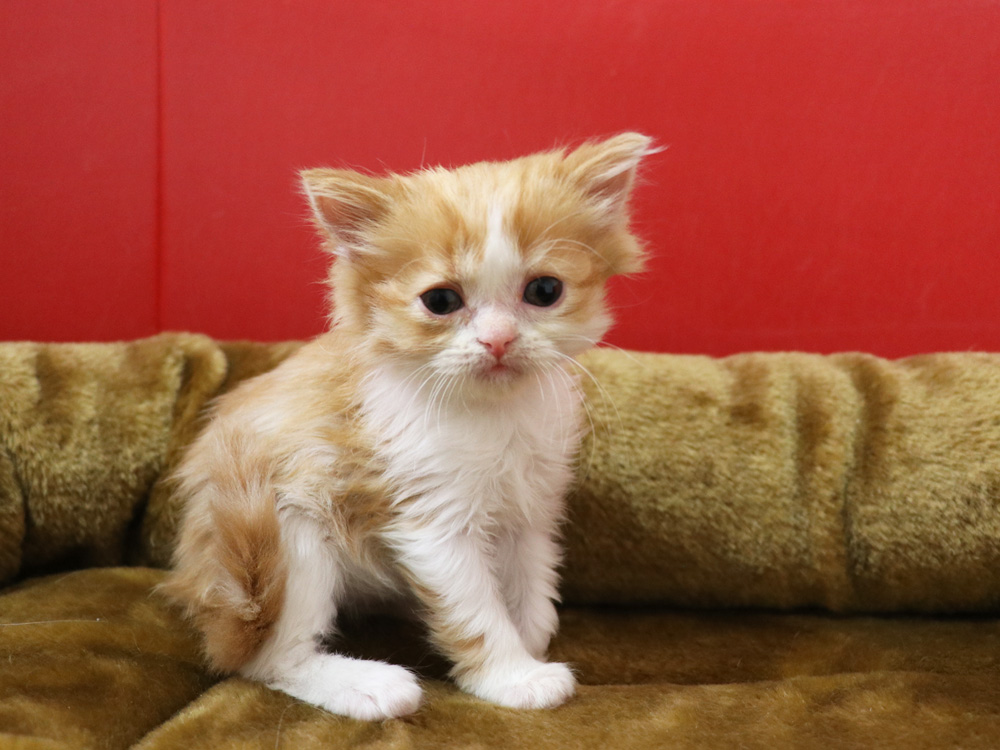 スコティッシュフォールドの子猫画像