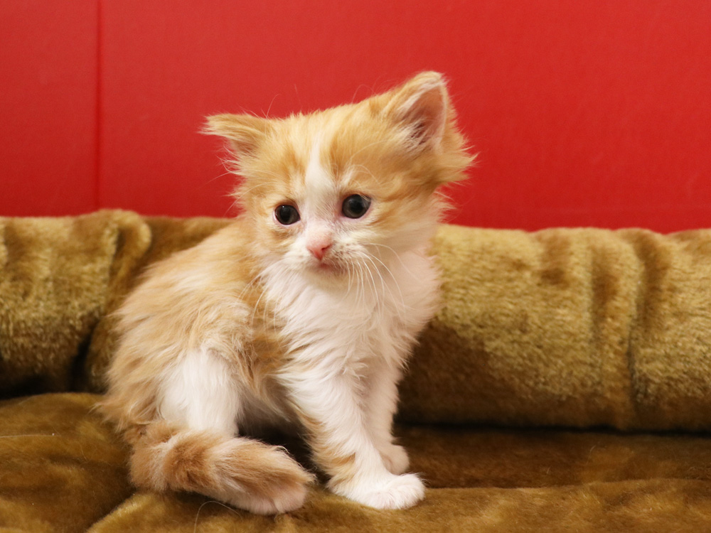 スコティッシュフォールドの子猫画像