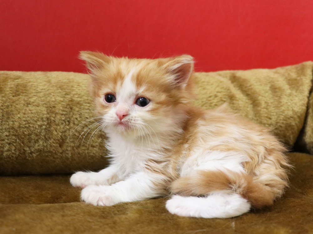 スコティッシュフォールドの子猫画像