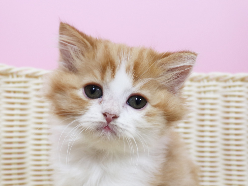 スコティッシュフォールドの子猫画像