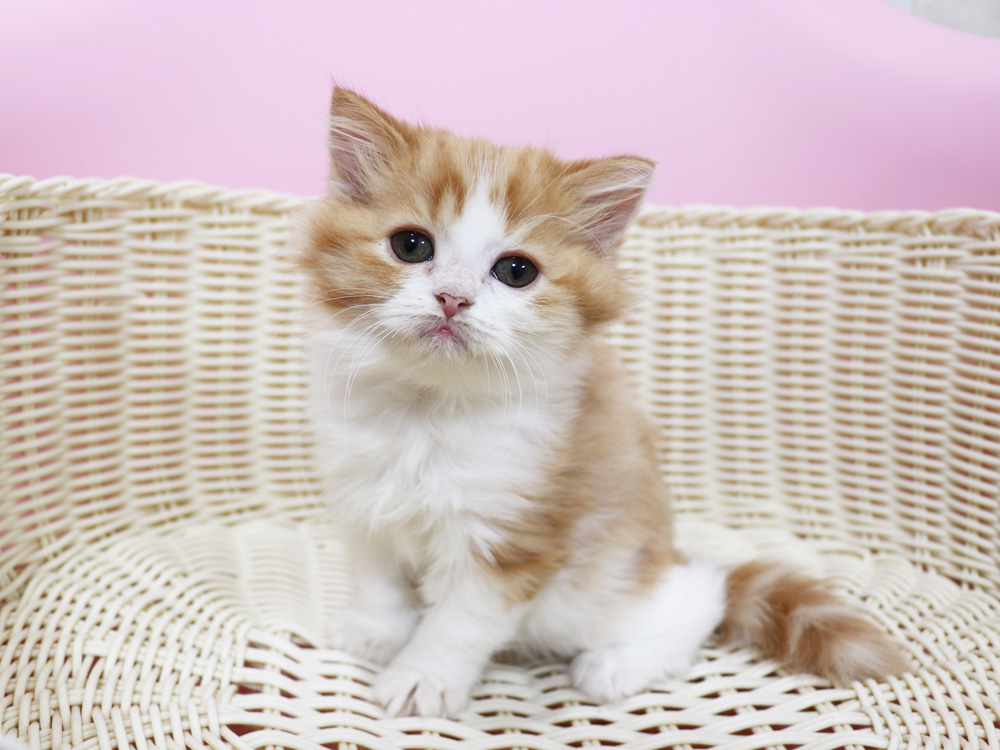 スコティッシュフォールドの子猫画像