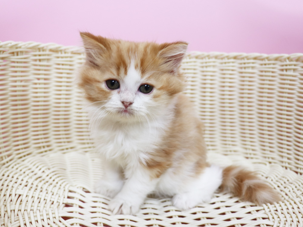スコティッシュフォールドの子猫画像