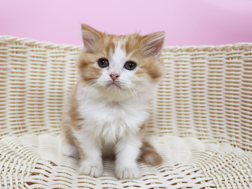 スコティッシュフォールドの子猫画像