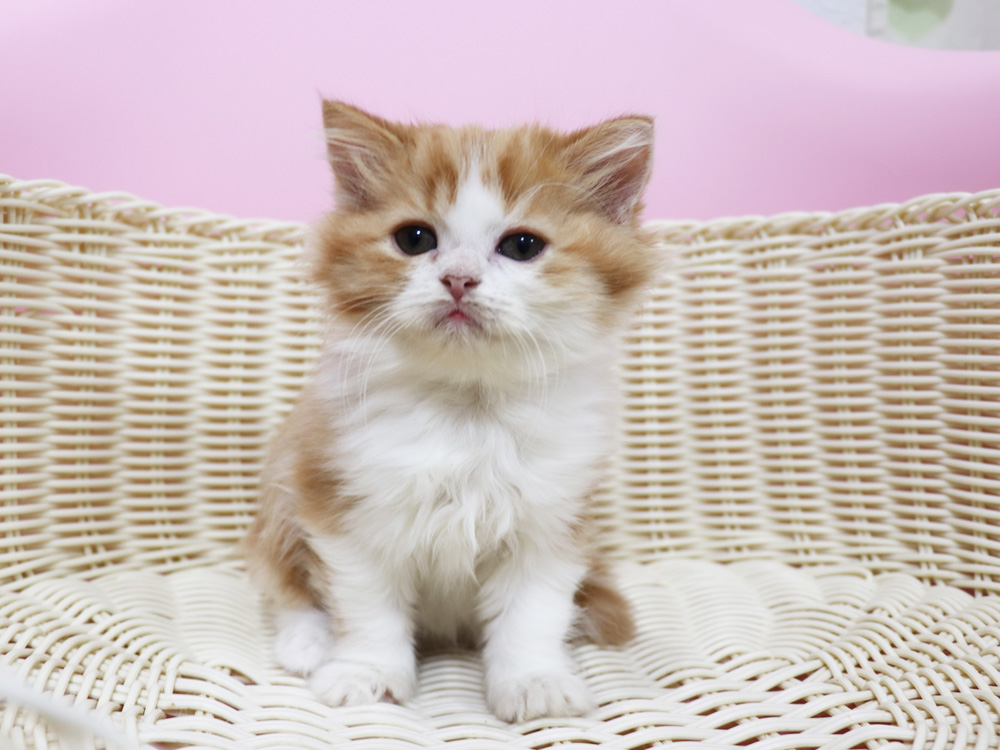 スコティッシュフォールドの子猫画像