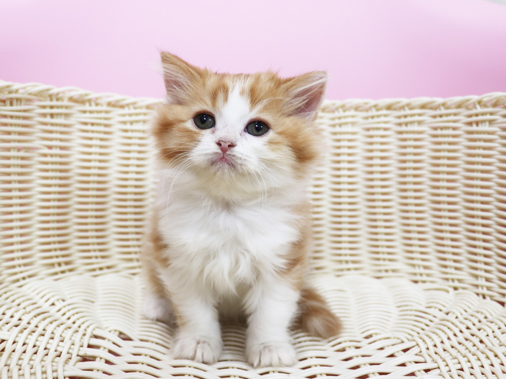 スコティッシュフォールドの子猫画像