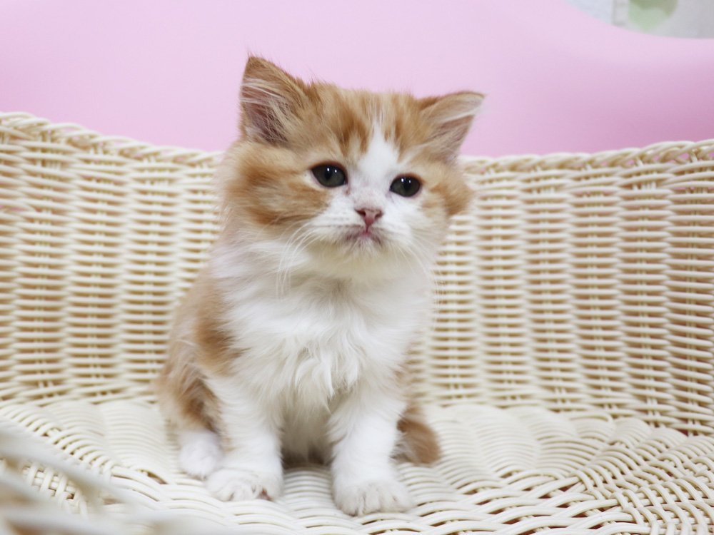 スコティッシュフォールドの子猫画像