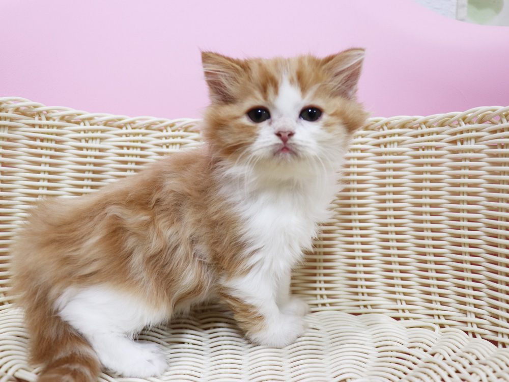 スコティッシュフォールドの子猫画像