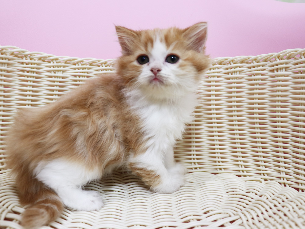 スコティッシュフォールドの子猫画像