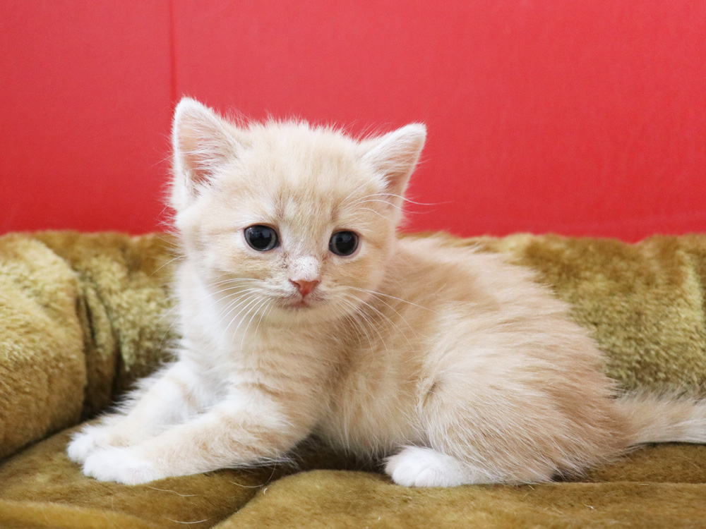 スコティッシュフォールドの子猫画像