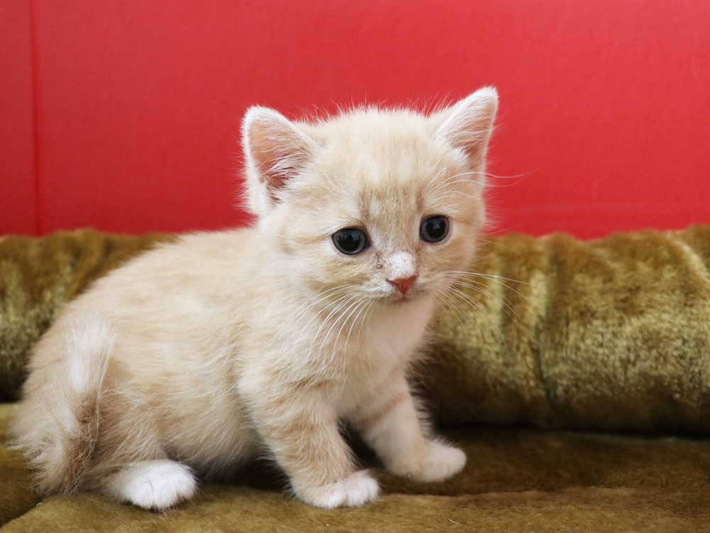 スコティッシュフォールドの子猫画像