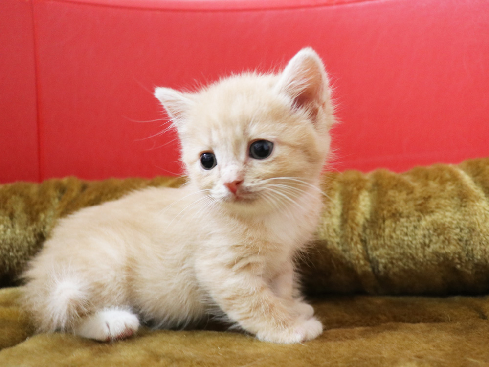 スコティッシュフォールドの子猫画像