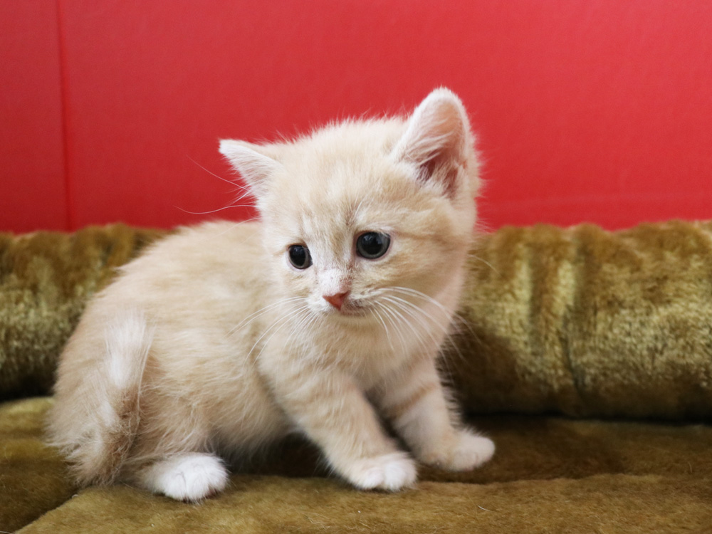 スコティッシュフォールドの子猫画像