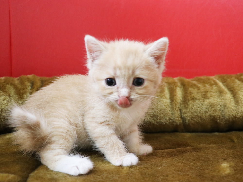 スコティッシュフォールドの子猫画像