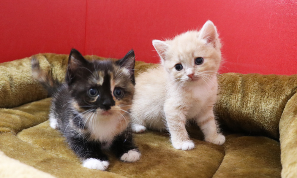 スコティッシュフォールドの子猫画像