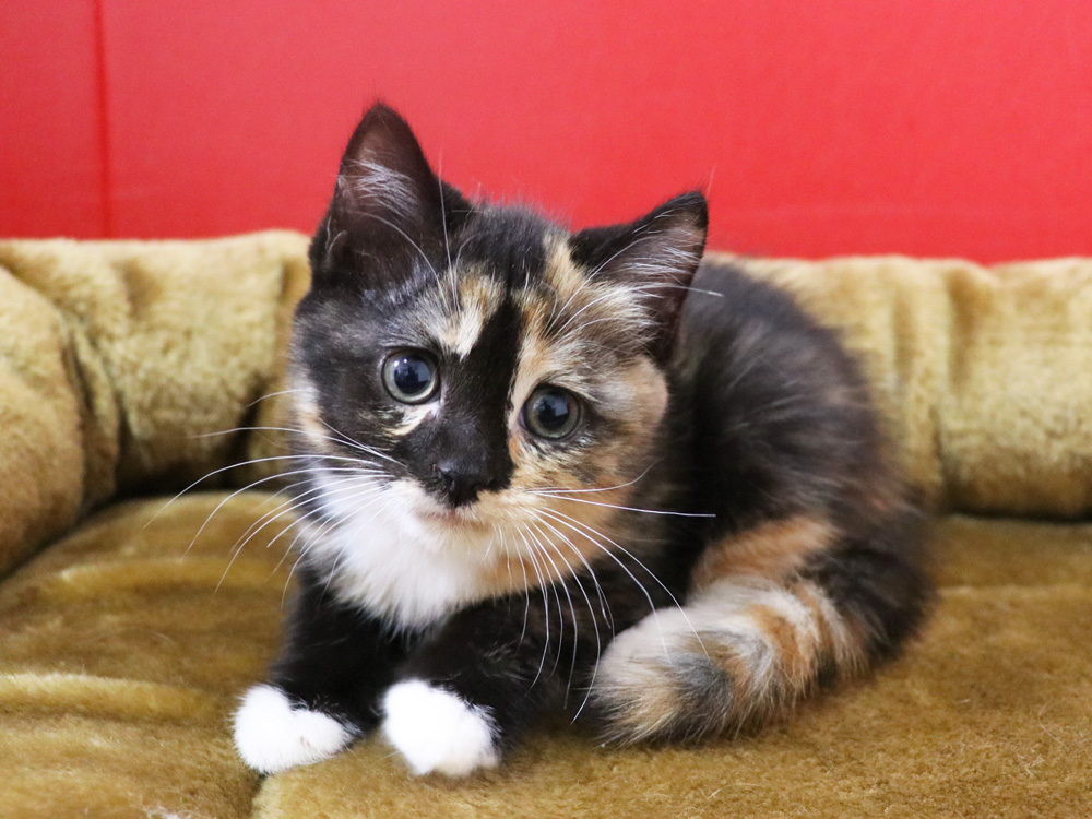 スコティッシュフォールドの子猫画像