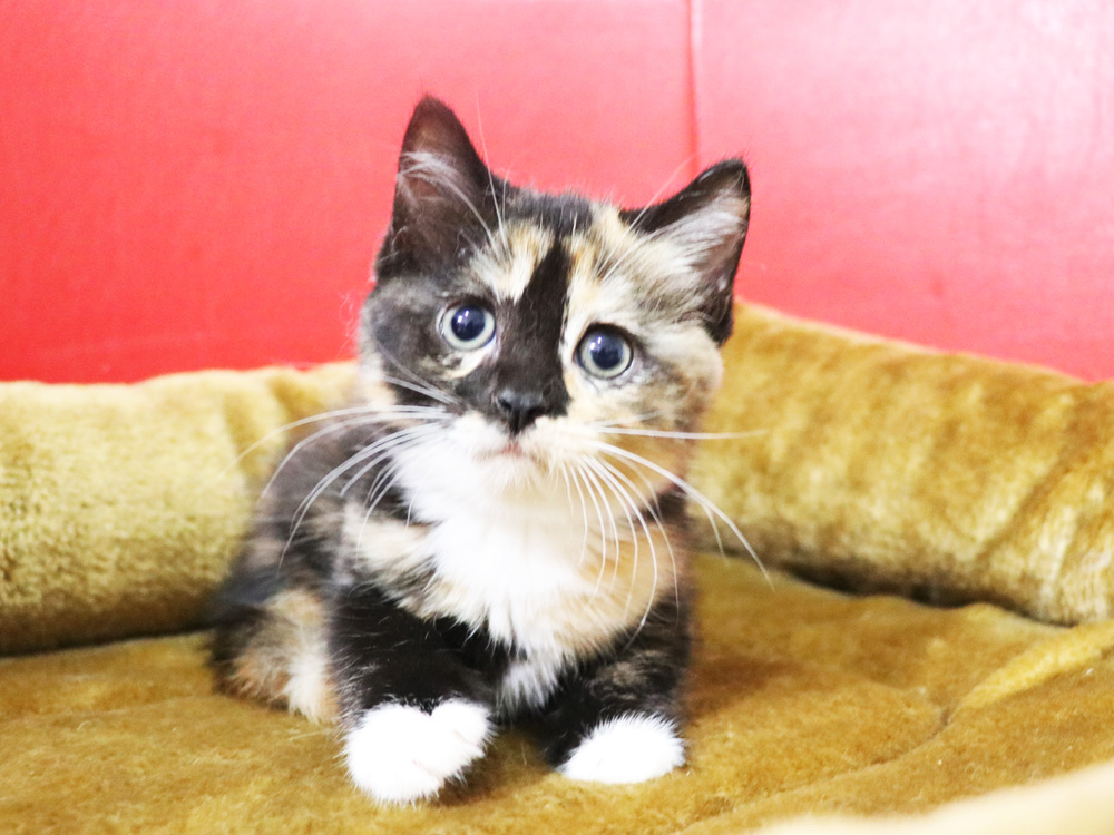 スコティッシュフォールドの子猫画像