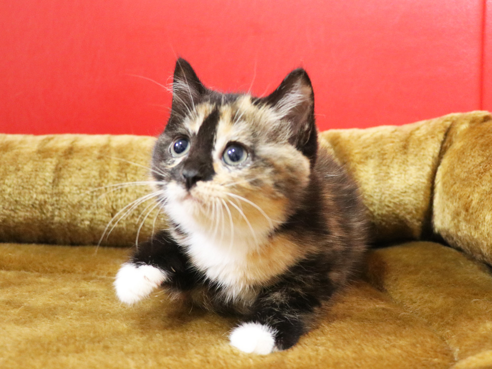 スコティッシュフォールドの子猫画像