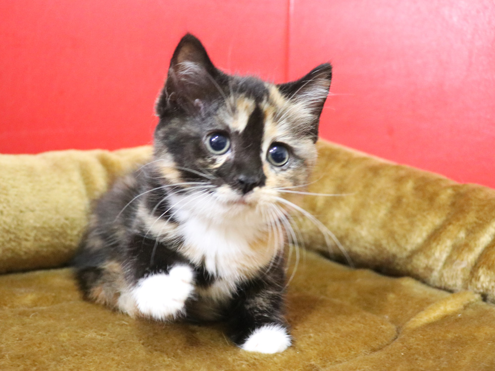 スコティッシュフォールドの子猫画像