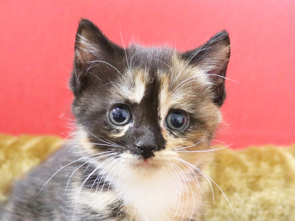 スコティッシュフォールドの子猫画像