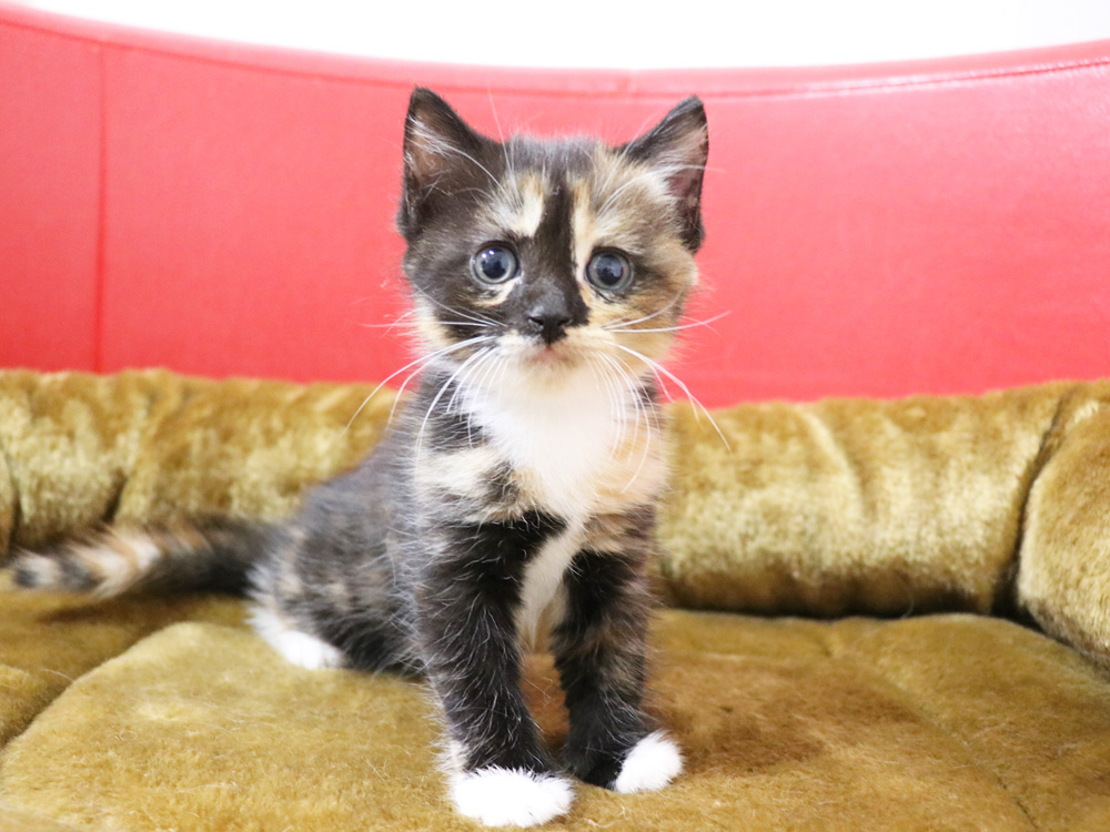 スコティッシュフォールドの子猫画像