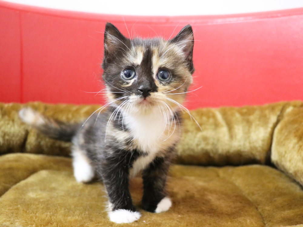 スコティッシュフォールドの子猫画像