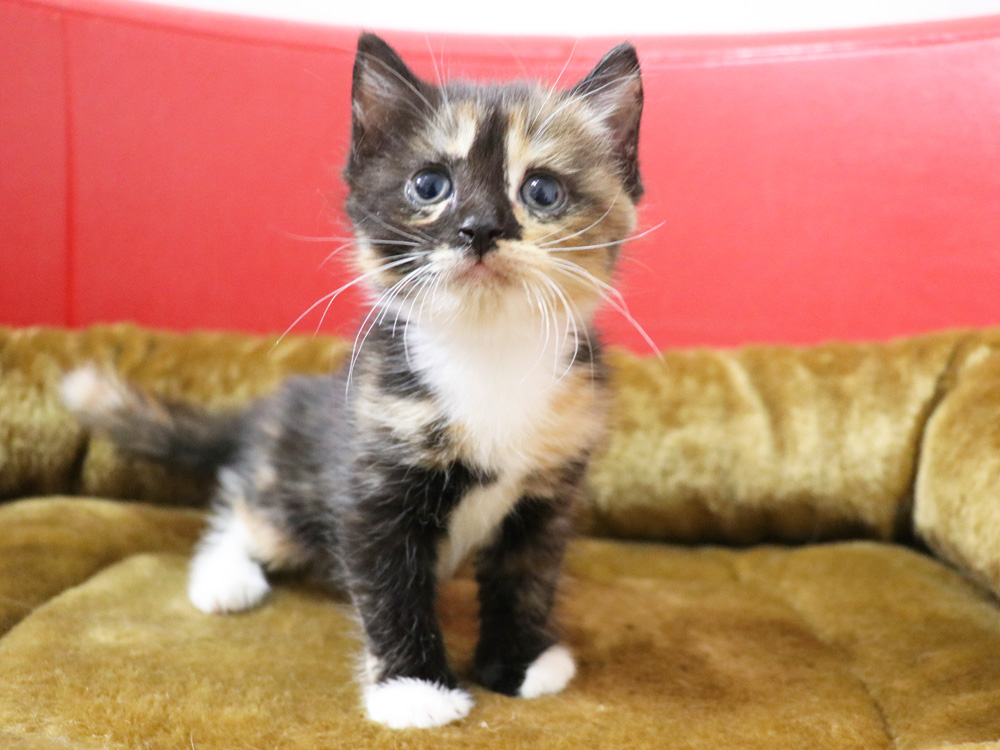 スコティッシュフォールドの子猫画像