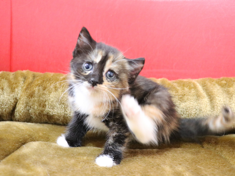 スコティッシュフォールドの子猫画像