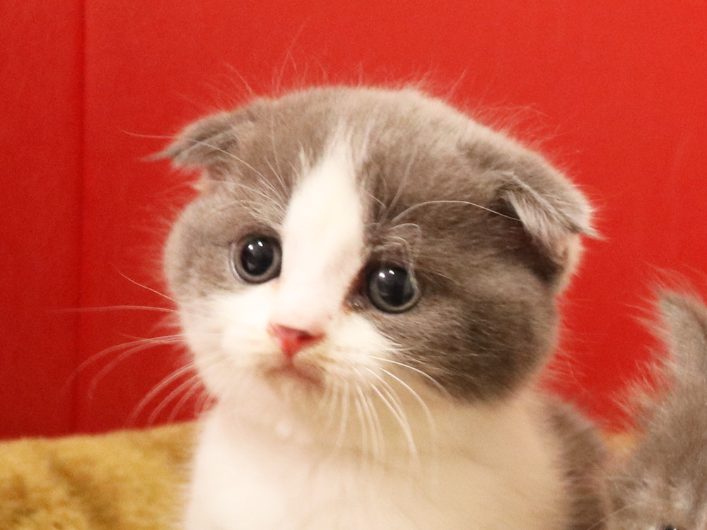 スコティッシュフォールドの子猫画像