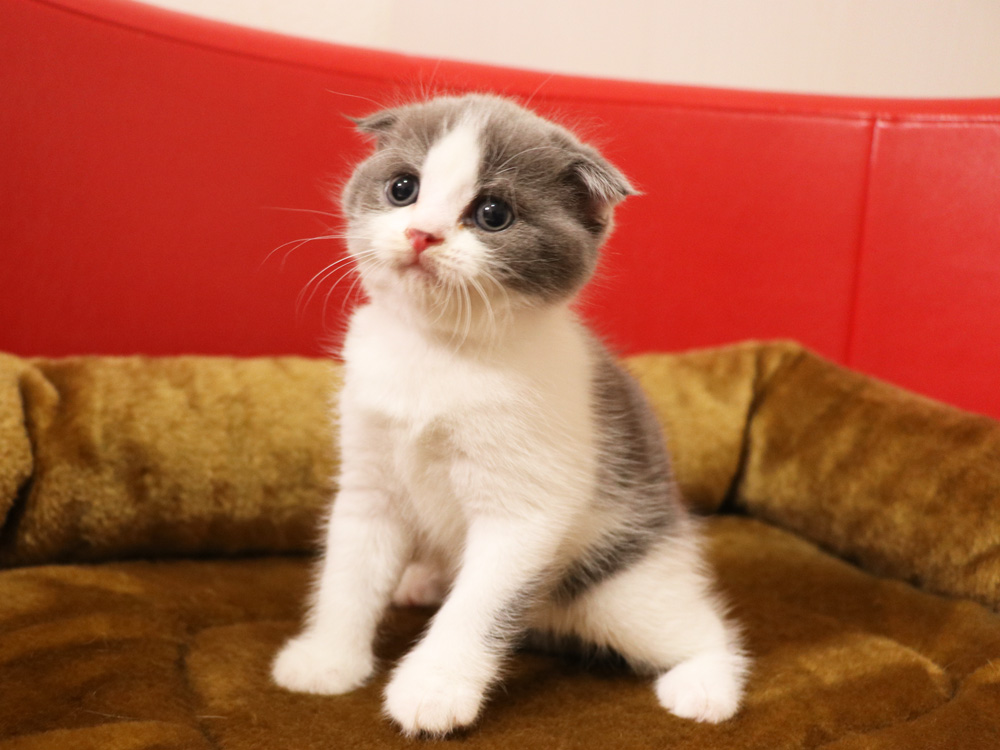 スコティッシュフォールドの子猫画像