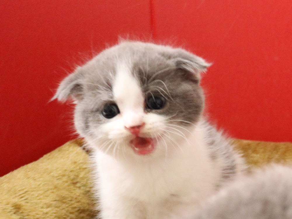 スコティッシュフォールドの子猫画像
