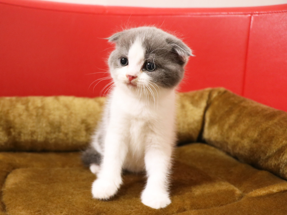 スコティッシュフォールドの子猫画像