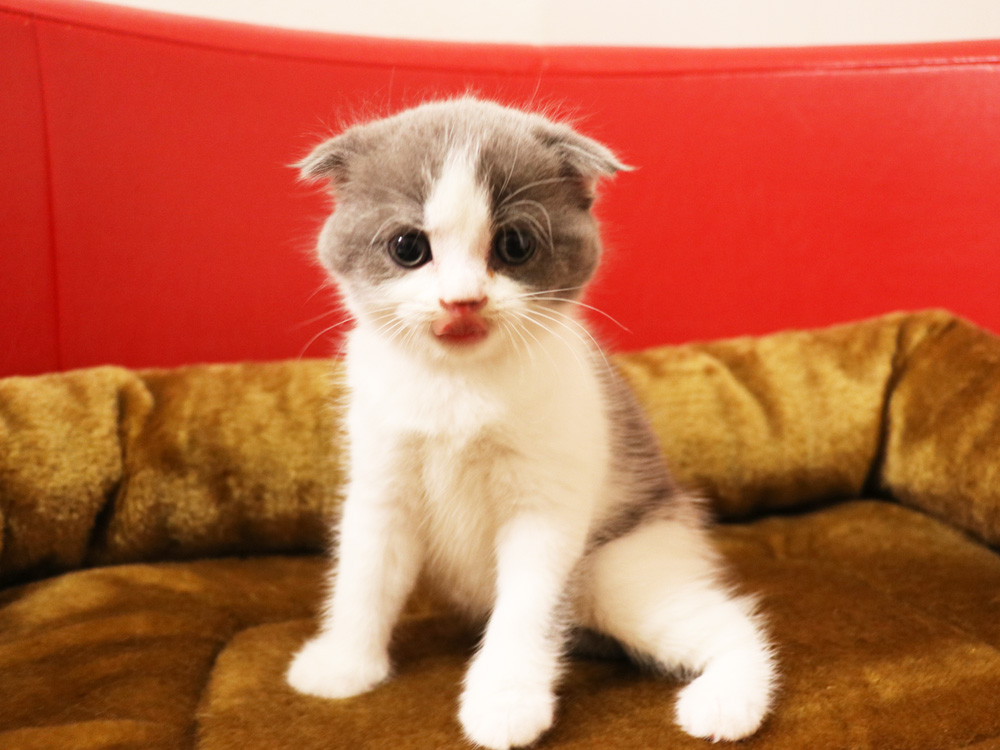 スコティッシュフォールドの子猫画像