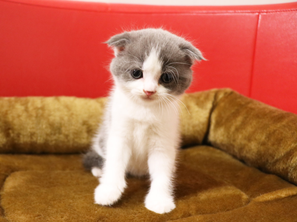 スコティッシュフォールドの子猫画像