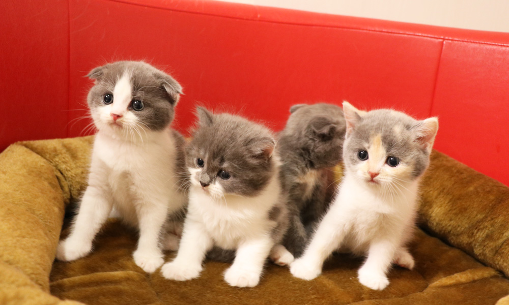スコティッシュフォールドの子猫画像