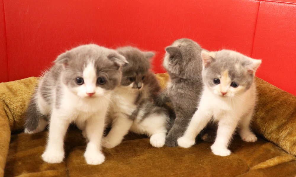 スコティッシュフォールドの子猫画像