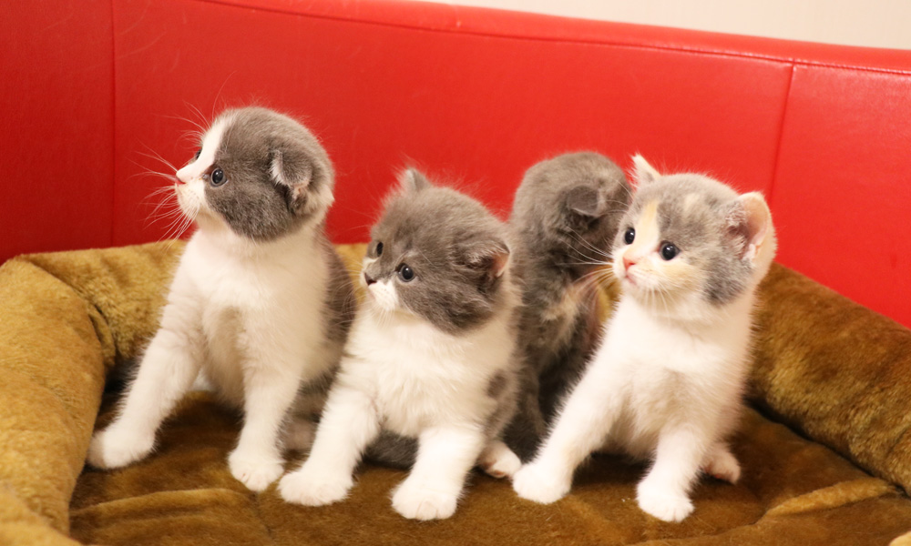 スコティッシュフォールドの子猫画像
