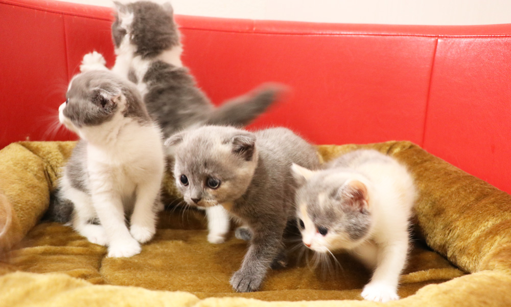 スコティッシュフォールドの子猫画像
