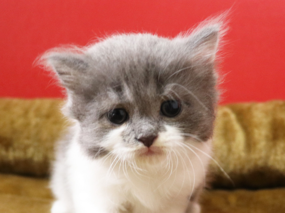 スコティッシュフォールドの子猫画像