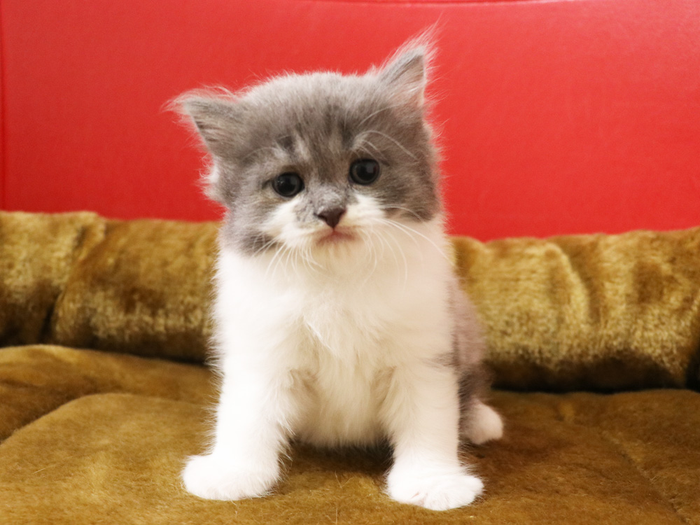スコティッシュフォールドの子猫画像