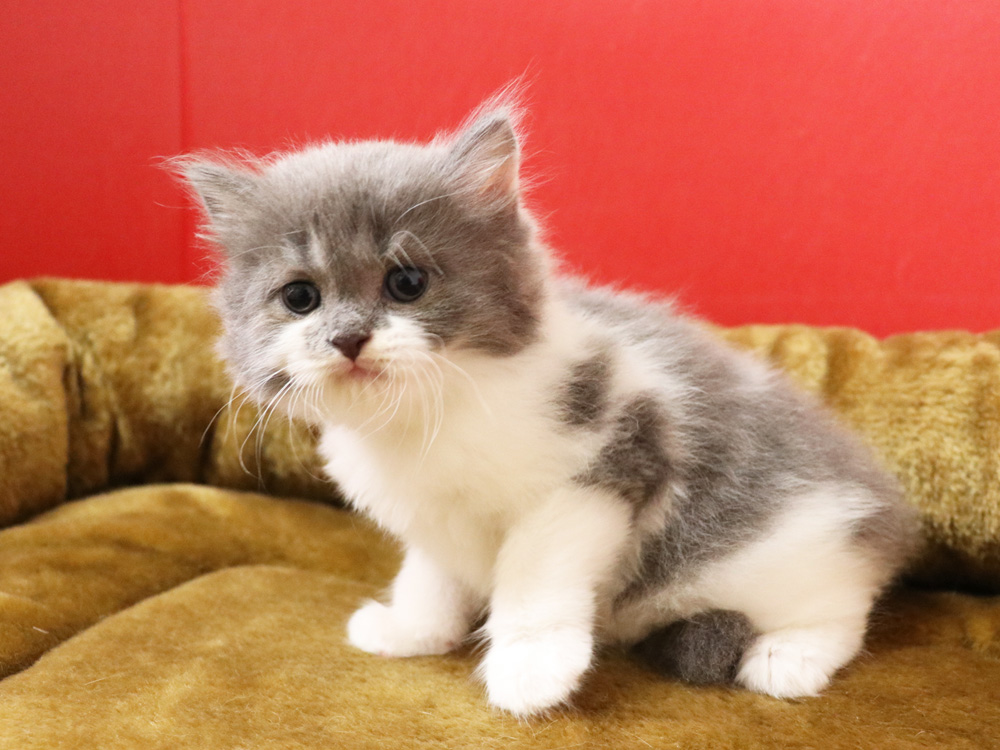 スコティッシュフォールドの子猫画像