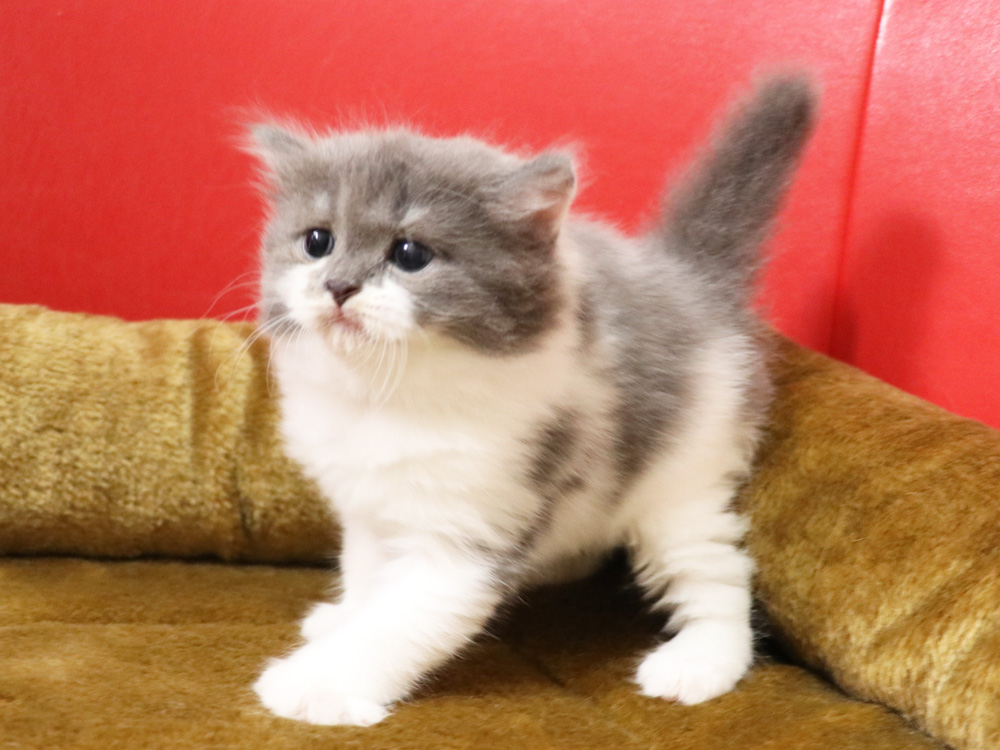 スコティッシュフォールドの子猫画像