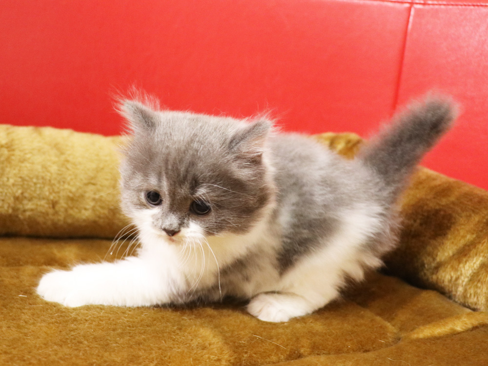 スコティッシュフォールドの子猫画像