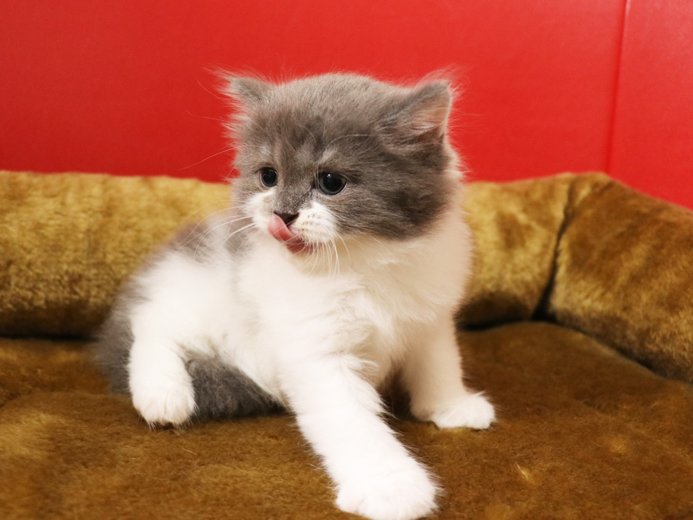 スコティッシュフォールドの子猫画像