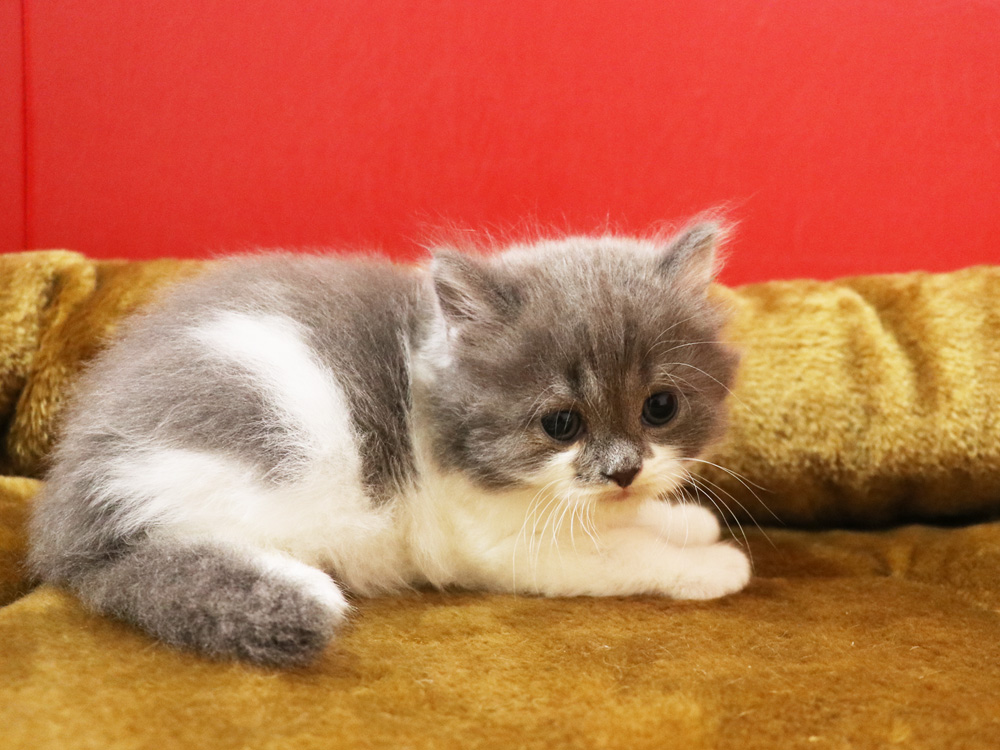 スコティッシュフォールドの子猫画像