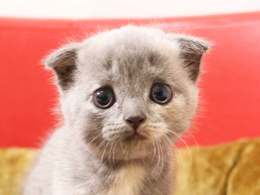 スコティッシュフォールドの子猫画像